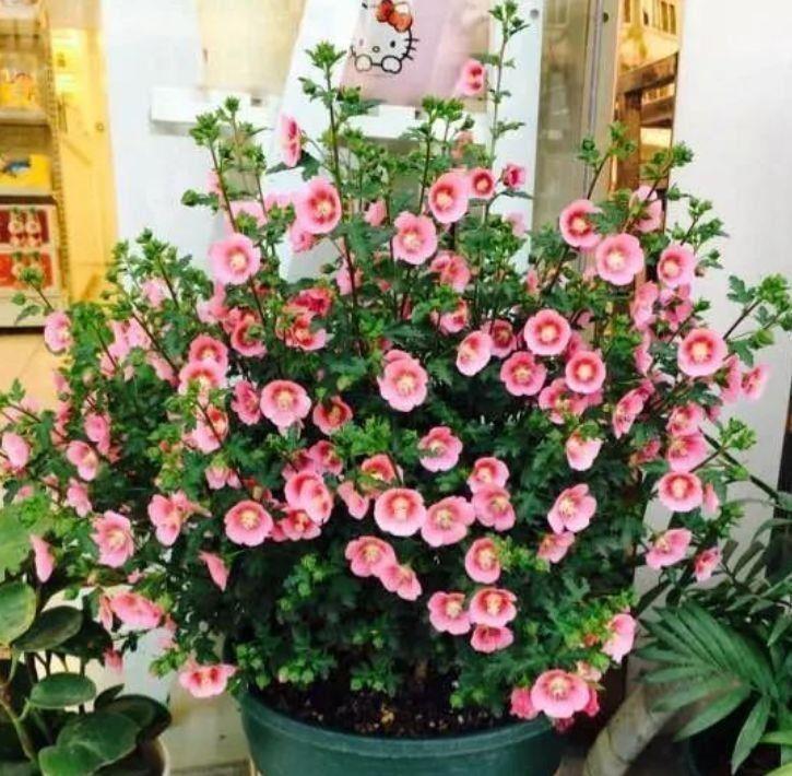 花卉|家养几种花卉,阳台开出花海,花朵仙又美