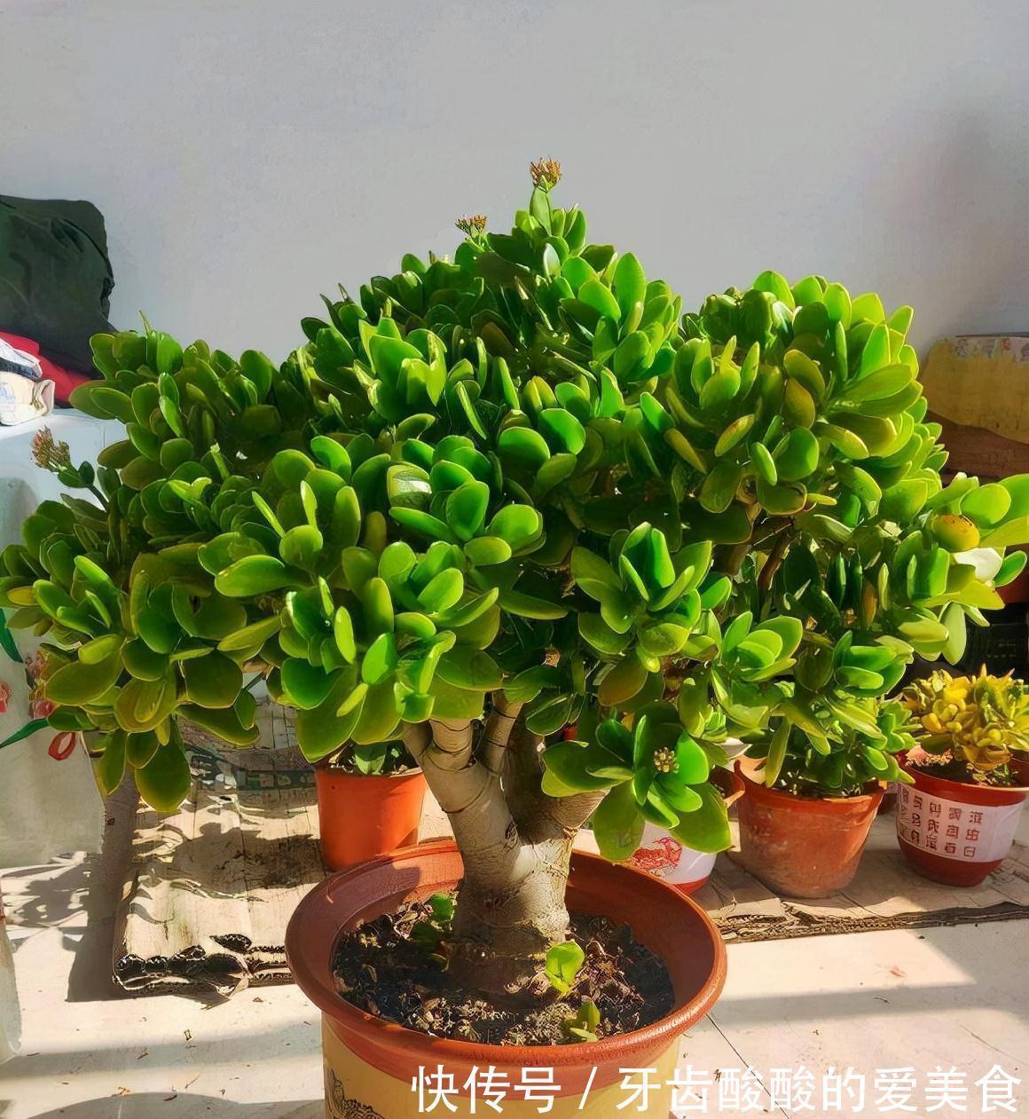 老桩|五种“大老桩”却要小盆养,用对盆,少管多晒更利于生长