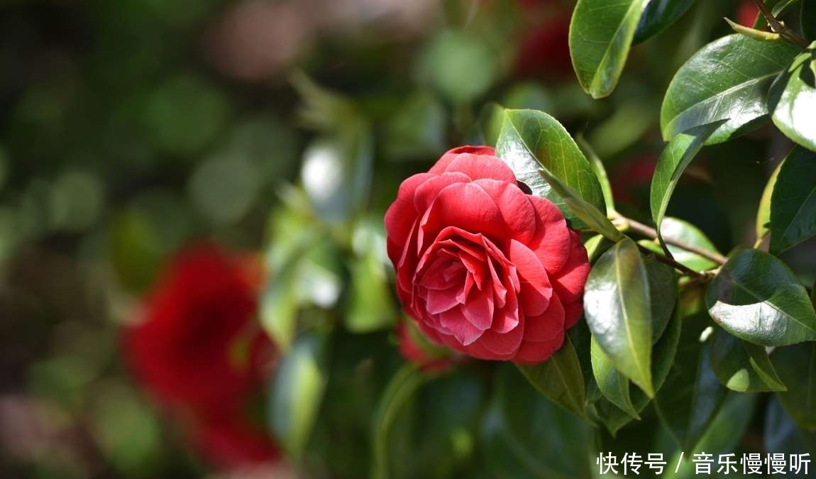 旅行看世界:地球上最稀有的9种花,它们生长在哪儿,您见过吗?