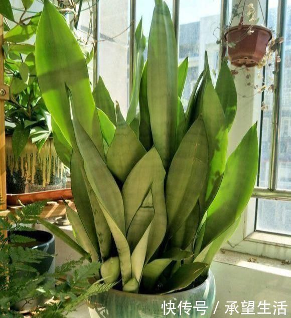龟背竹|3种“大气花”越热越长个,新叶呼呼窜,室内百搭花,越长越高雅