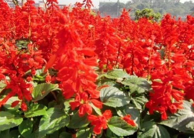 美极了|这几种花漂亮开花勤，堪称“开花小机器”，养在阳台上，美极了