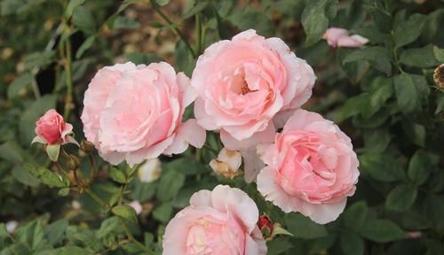  养花|阳台养花就养此3种，美丽不输玫瑰，四季开花，香气飘满屋