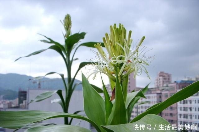 3种贱花,普通人很难养开花,养上十来年,仙花十足,福气自然来!