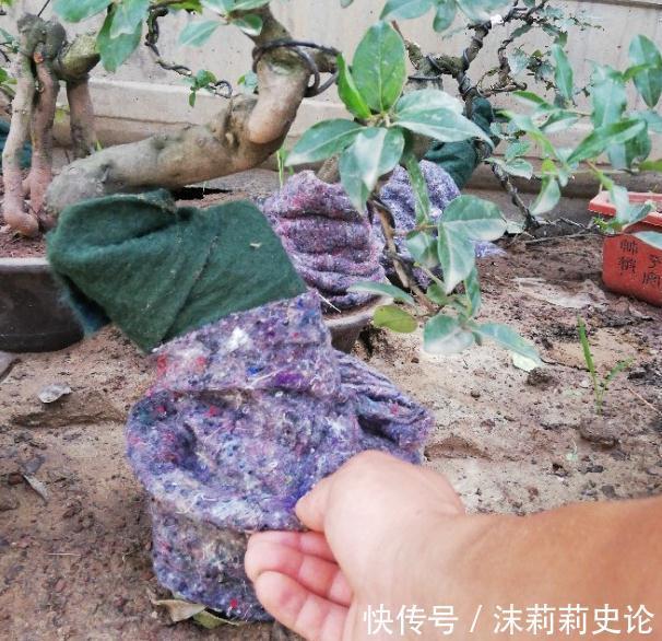 金弹子换盆后为什么会出现枯叶的现象,掌握方法轻松解决问题