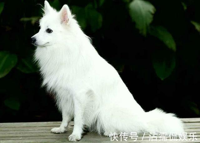 老百姓$古人讲“鸡不过六,犬不过八”,是何意实为“事出反常必有妖”