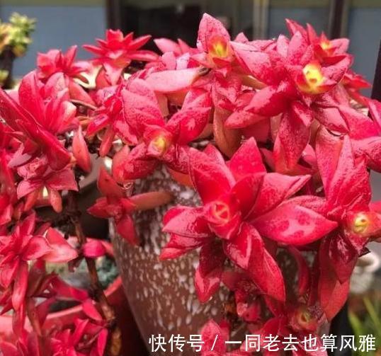 盆栽多肉如何长秋膘、出状态满足4个要求,不负秋日大好时光