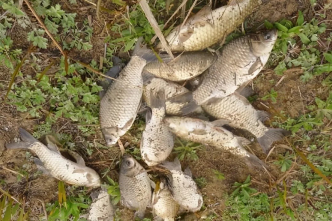 冬钓|冬钓时,大板鲫总是不咬钩?按我说的做,竿竿中鱼不停歇