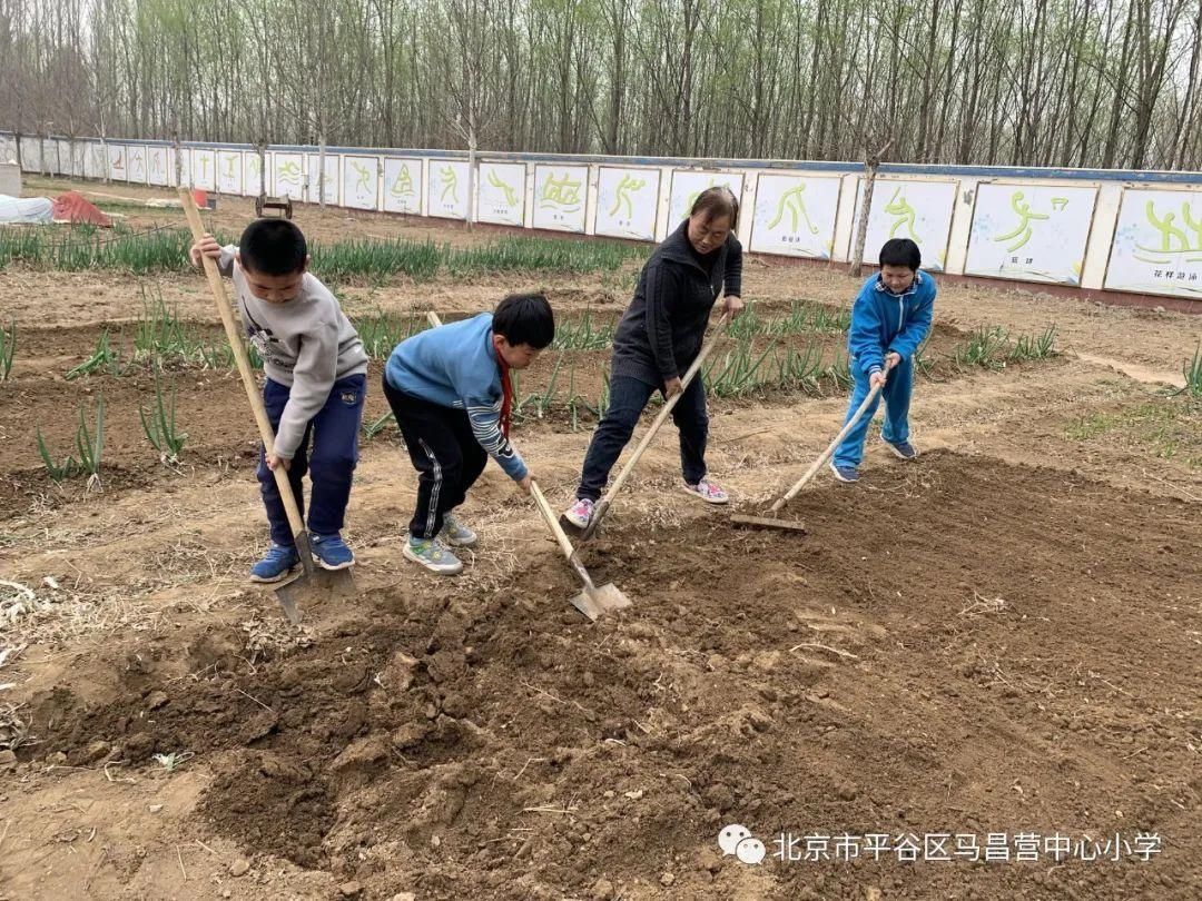 孟泰|劳动最光荣——马昌营中心小学劳动教育周活动