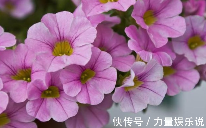 开花最香的4种花，家里养一盆，适应性强、花朵绚丽多彩