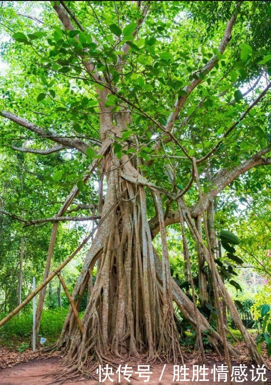 生活:大繁若简,大悟以钝