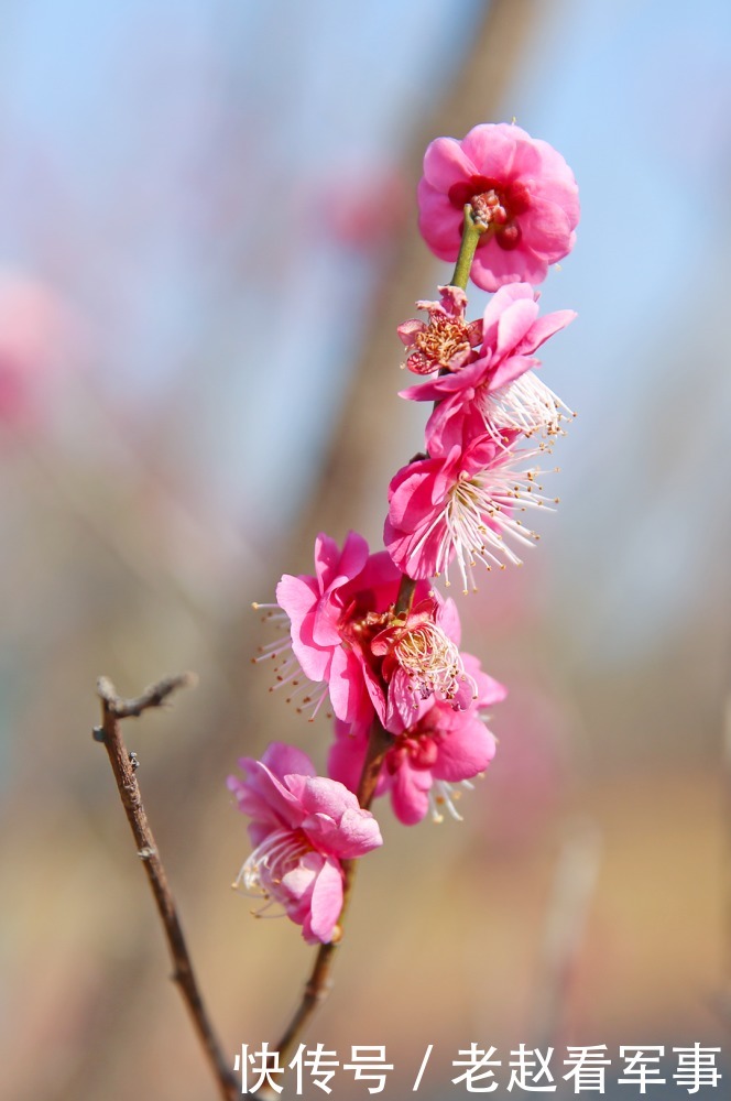 赏景啦!新年添喜色,西昌湿地公园梅花绽放