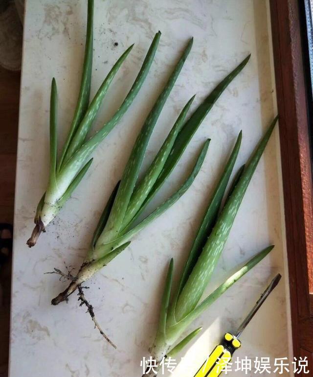爆盆|芦荟长爆盆了怎么办简单1个技巧，一盆养出20盆，侧芽多成老桩