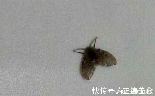 厕所有小飞虫教你1个简单方法,一辈子都再也没有小飞虫烦恼