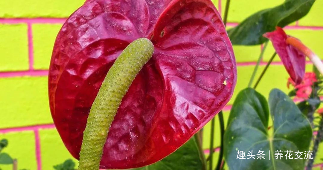 红掌和火鹤花是同一种植物花朵为啥会变绿,如何让它复花