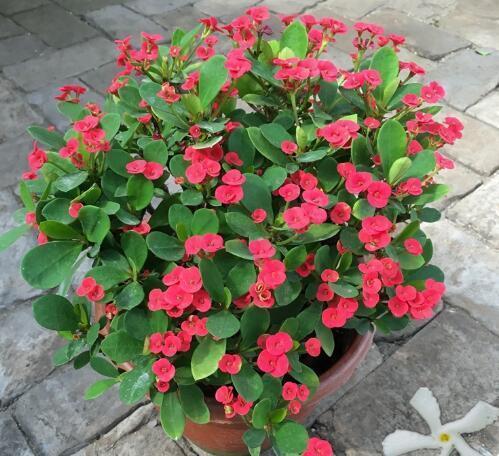 10种花适合养窗台,晒晒太阳,浇浇水,一年300多天都开花