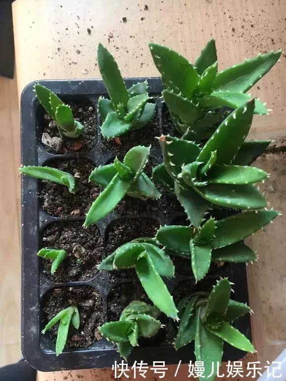 养花|奶奶养芦荟10年,长成精了,老桩就像“胳膊粗”,小苗一大推