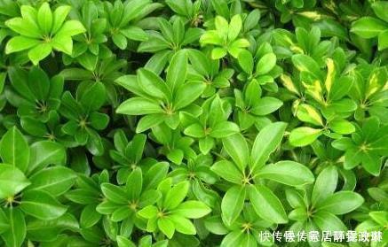 这些花卉很常见,养好了很好看,青葱翠绿,枝繁叶茂