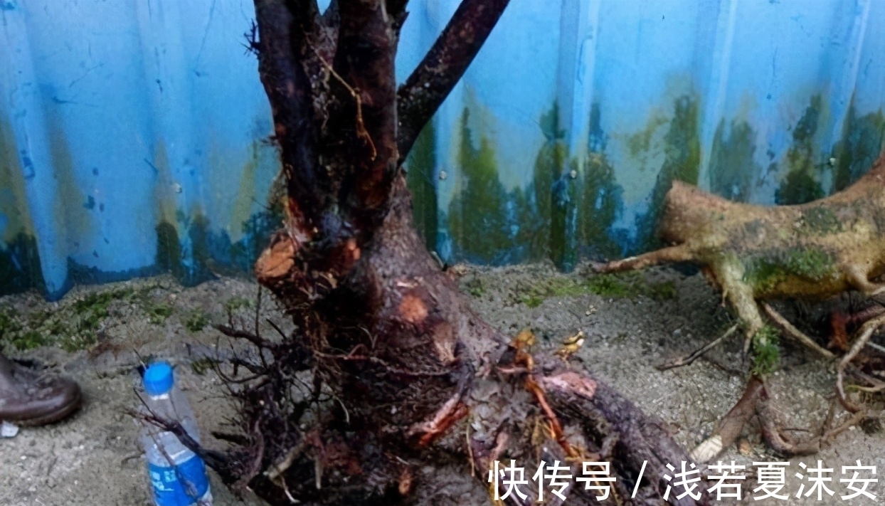 挑战用树桩打造盆景,满足这3要求,个个美如画、增值不少