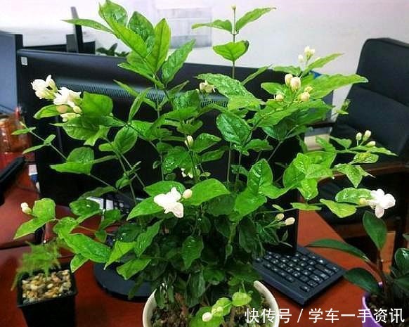 茉莉花不用花钱买，家里有一盆变出好多盆，全靠这一招！