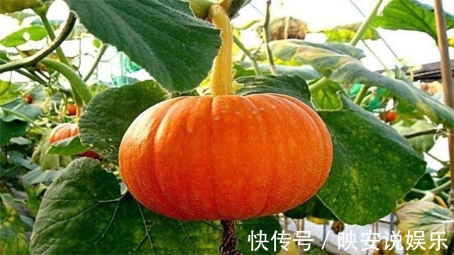 血清素|中医建议南瓜可和此物一起吃,营养又健康,还可以补血养颜!