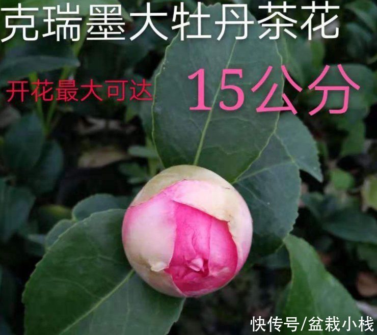 color|处暑一过，室内的花卉该换换了