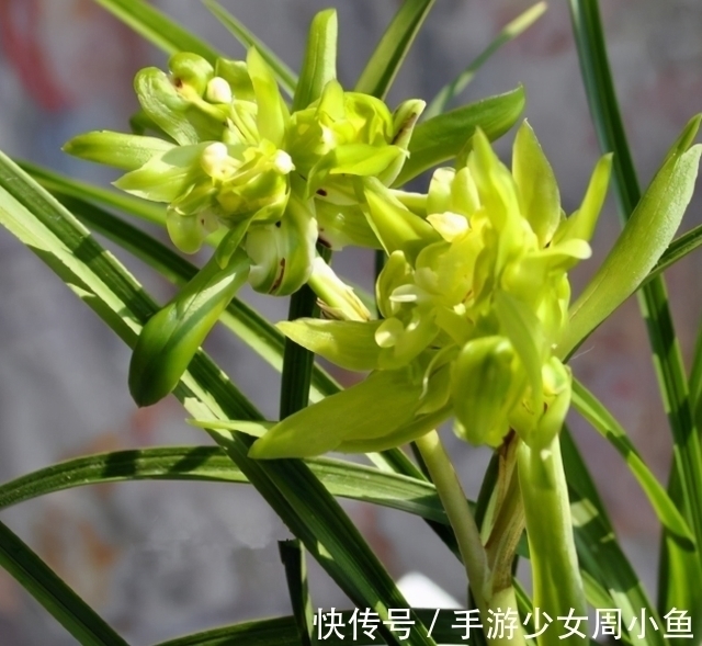 花朵|它被誉为国兰“奇花之首”，花瓣上百片，香味馥郁，简单易活