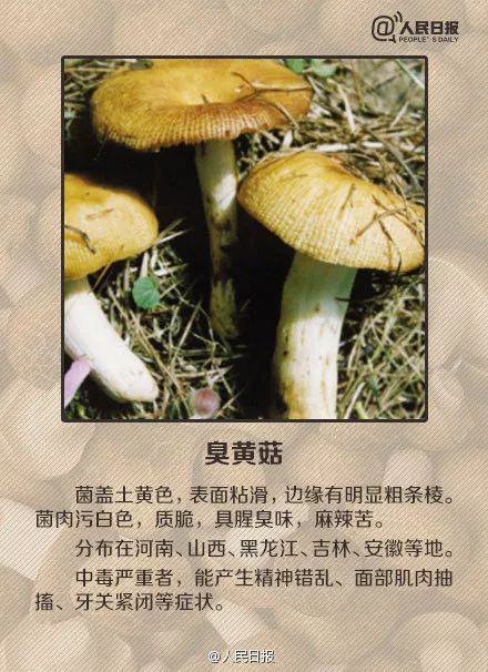 5人食用野生菌中毒送医！中毒者事后回忆：吃起来又脆又甜