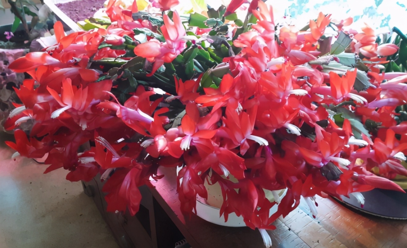 磷酸二氢钾|掌握住这个“催花技巧”，养蟹爪兰或其他花卉全不用愁了