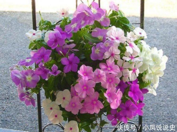 光照|几种花卉好养易活,比绿萝好养,比兰花更美,花开香气满屋