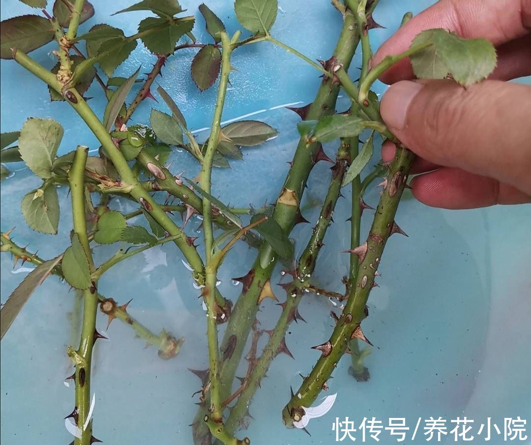 成活率|自制“生根水”,扦插花卉泡一下,生根速度快,成活率高