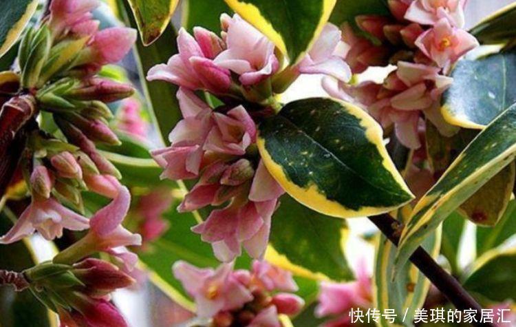 几种花超好养,丢土里就能活,一年多次开花,极为美丽