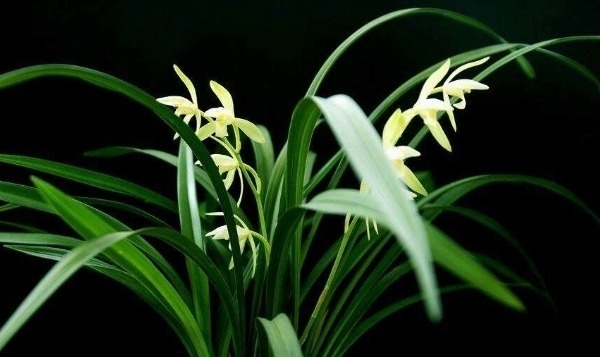 兰花空根难养活,养兰注意3个方面,兰花空根及时发现,养护更轻松