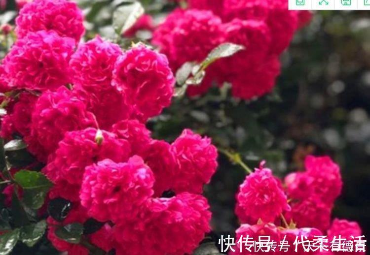 4种花养家里，福旺运旺财更旺，来年花开满园，香飘10层楼