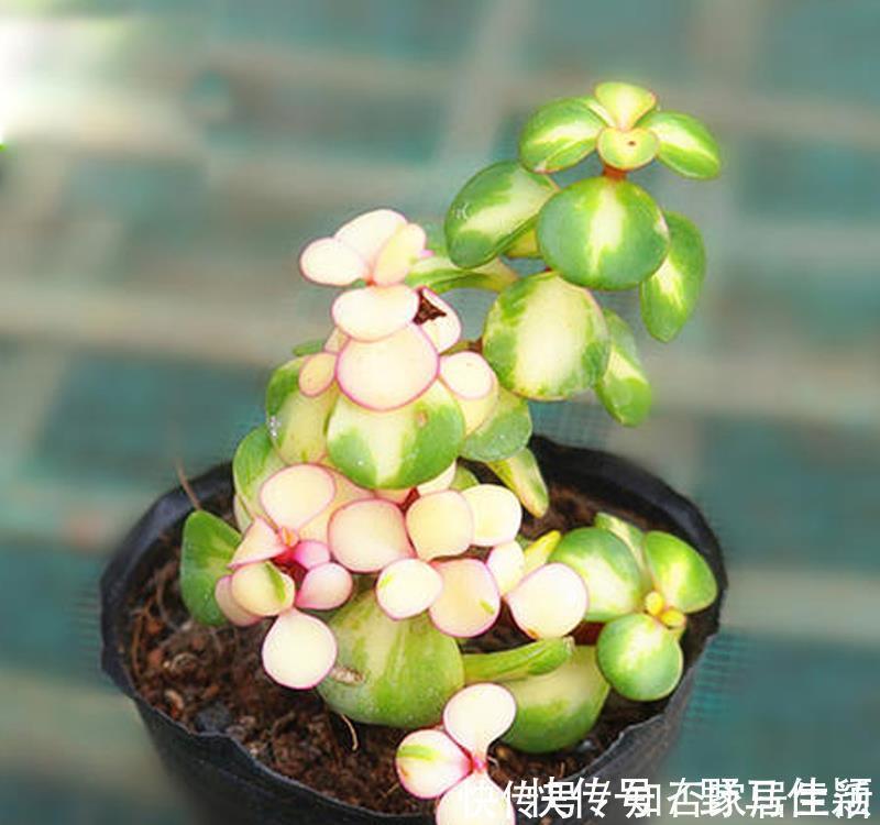 美观|马齿苋属多肉三种你分清了吗?一起认识一下吧,美观清丽又脱俗