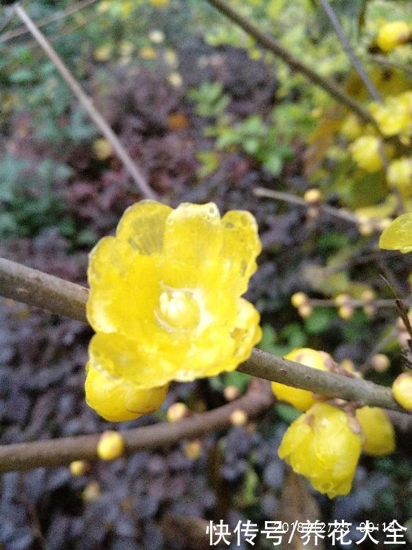  开花|天冷养“雪中四兄弟”，冰天雪地也开花，冬天开出“满园春色”