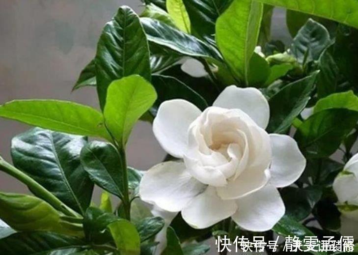 4种花漂亮又好养,不仅名字好听,花也漂亮,养家里,满屋飘香!