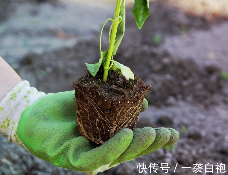 小花园|家里常年养花，黄叶掉叶小飞黑太闹心了，那是因为你没做这些