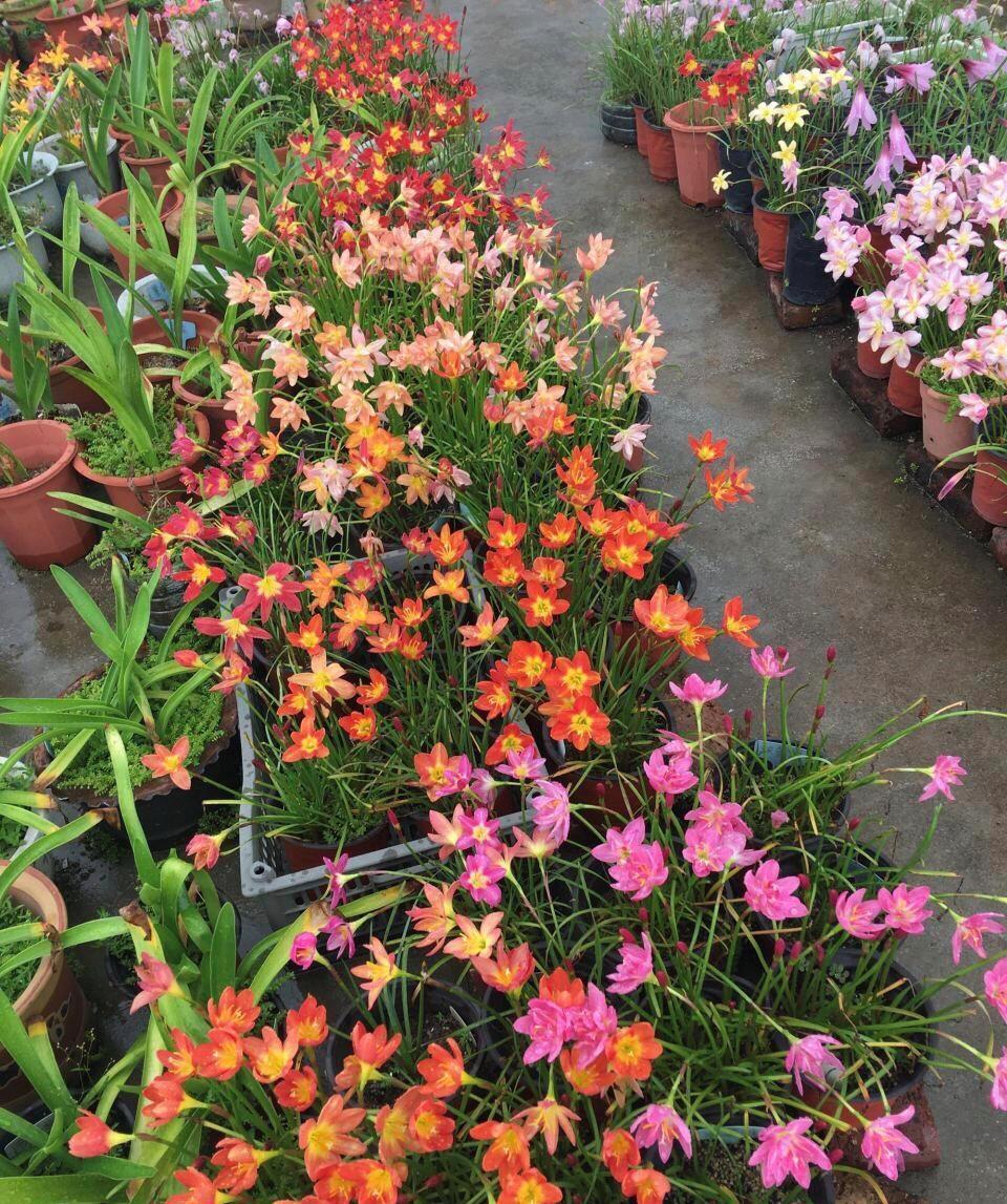 开成“红毯”的4种花，撒把种子开花十几年，邻居见了都眼馋