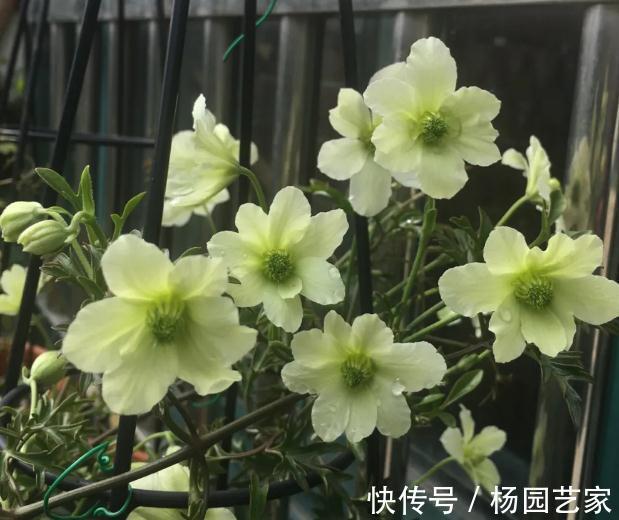 修剪|早春精灵—春早知,这也是开花机器哦