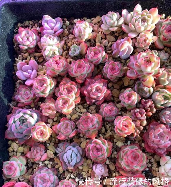 秋天养多肉最省心，直接放在院子里，完全不用管，很快出状态