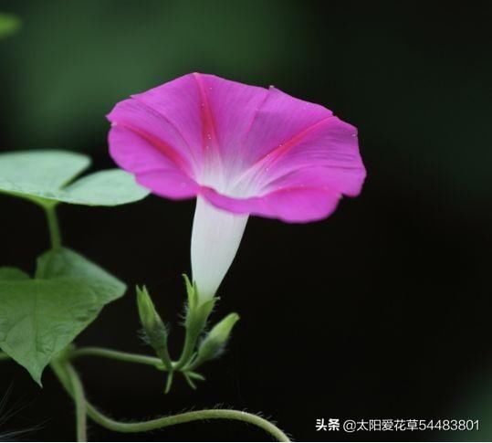 阳台上|夏季我最爱的16种花卉，花期长，开花超级漂亮