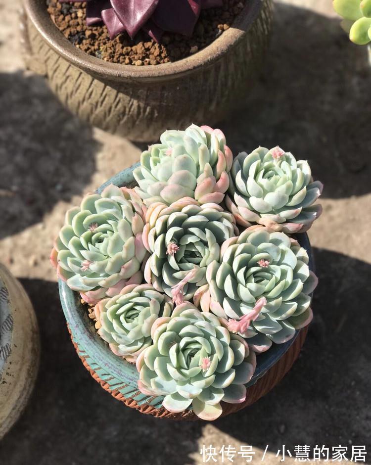 多肉加入这个天然有机肥后，保准多肉美肥美肥的