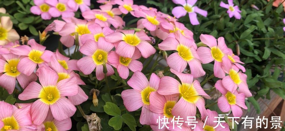 花园|根据时节去种花,天天有花海,花园仿佛就是仙境