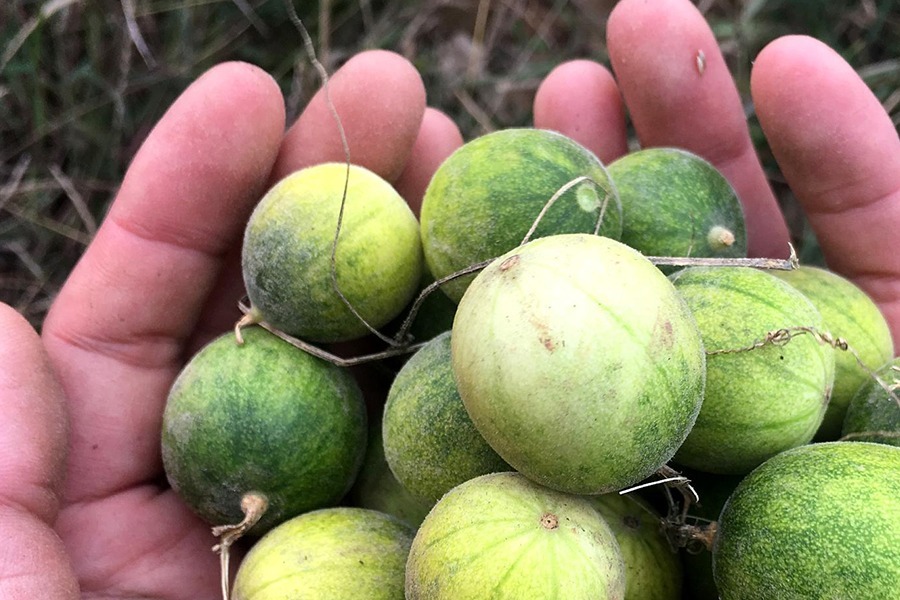 小乔|农村野外的“小甜瓜”,一口一个很过瘾,以前藏着吃,现在没人吃