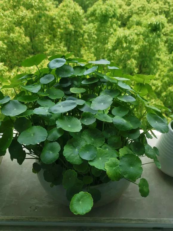 家家|4种名字“有钱”的花,越养越有钱,家家必备!