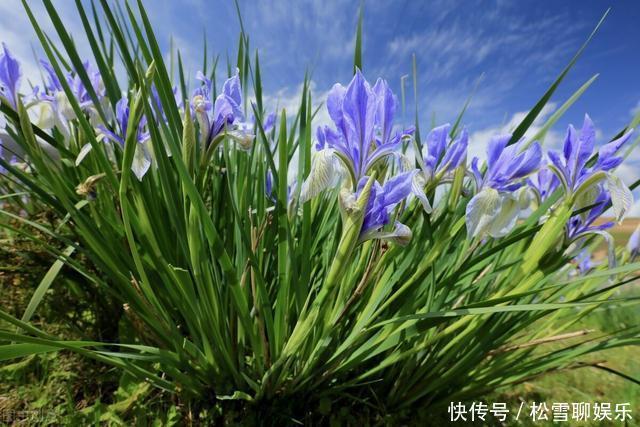 若有幸在路边看到马蔺花，请别犹豫，尽快移植回家，观赏价值高