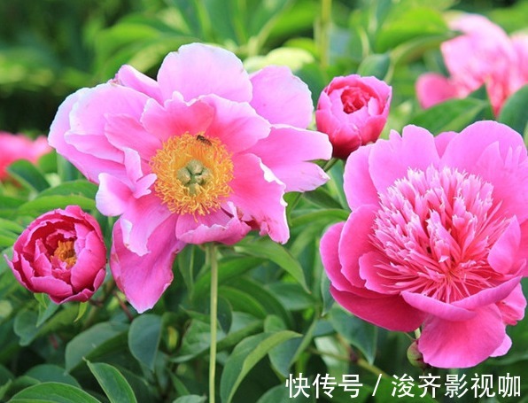 芍药花|喜欢养花，不如养芍药花，养护轻松，花苞大过拳，开花超美！