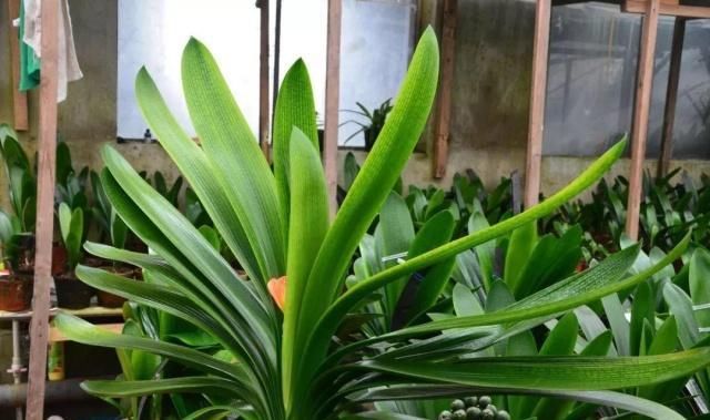 浇水|公认最难养的8种花，叶子动不动就发蔫，新手慎买！