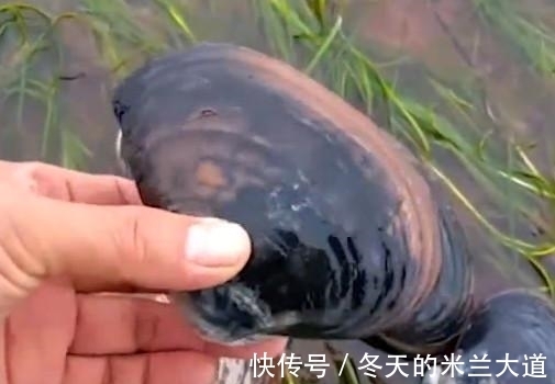 蚌壳|男子水边钓鱼无意发现黑色生物,细看后瞬间欣喜若狂
