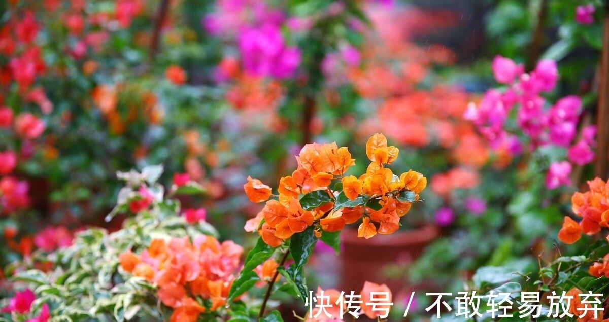 温差|让三角梅开“秋花”,牢记这个“方法”花芽长得快,迅速花爆盆